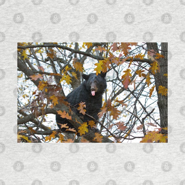 Bear in Tree by Jim Cumming